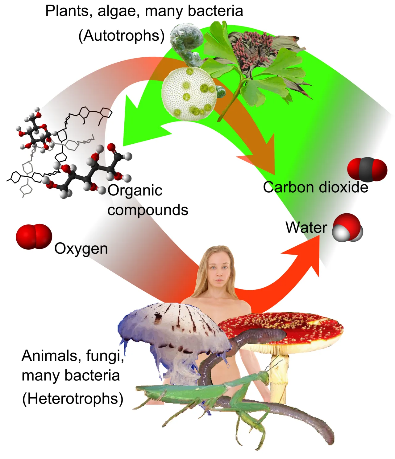 Autotrophs and primary producers drive global ecosystems by converting light and chemicals into energy
