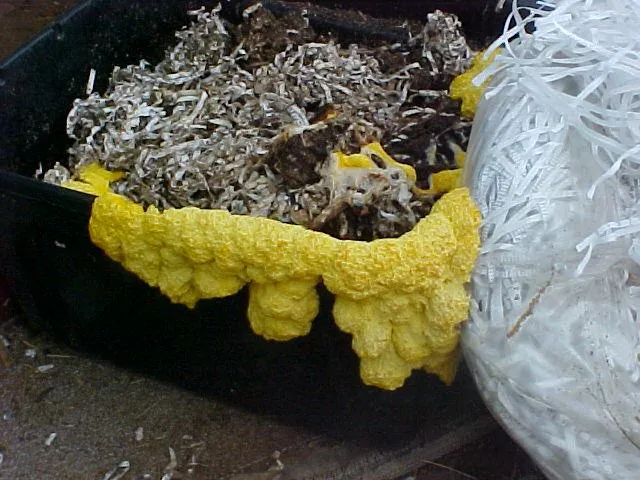 Microorganisms and scientific processes driving biodegradation and sustainable material breakdown