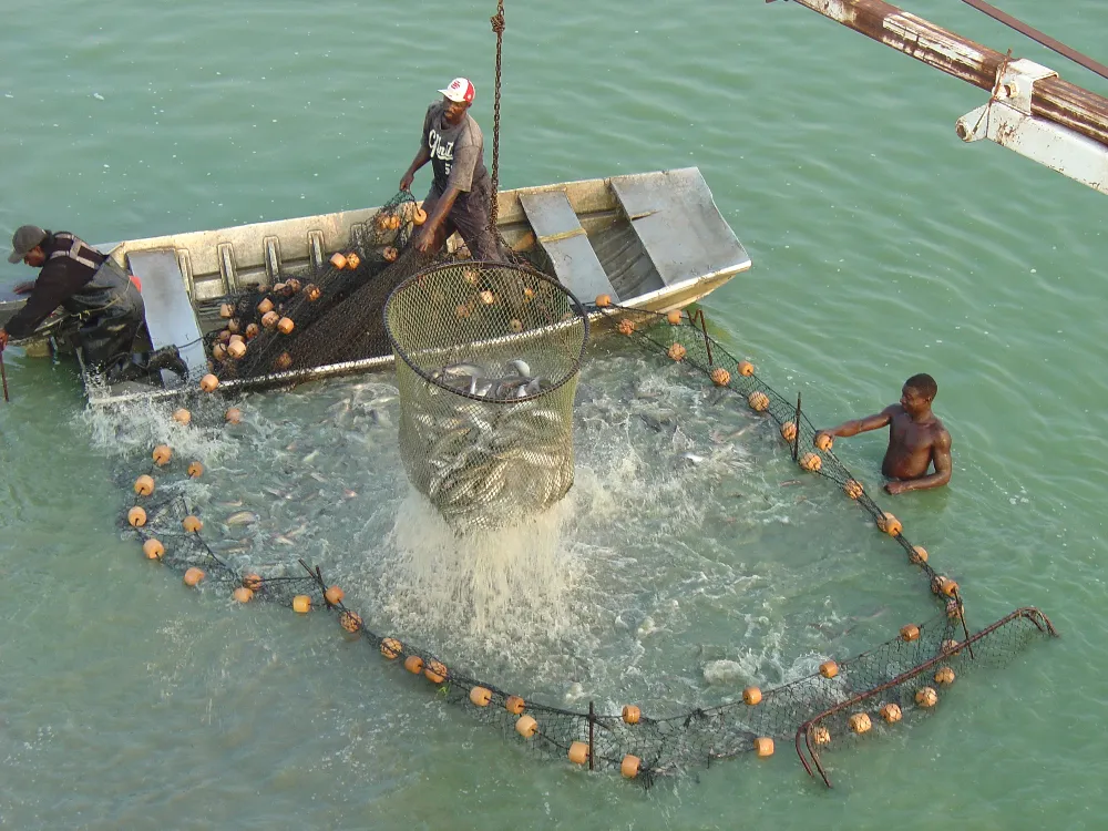 Catfish farming operations expand across sustainable inland ponds and global aquaculture markets