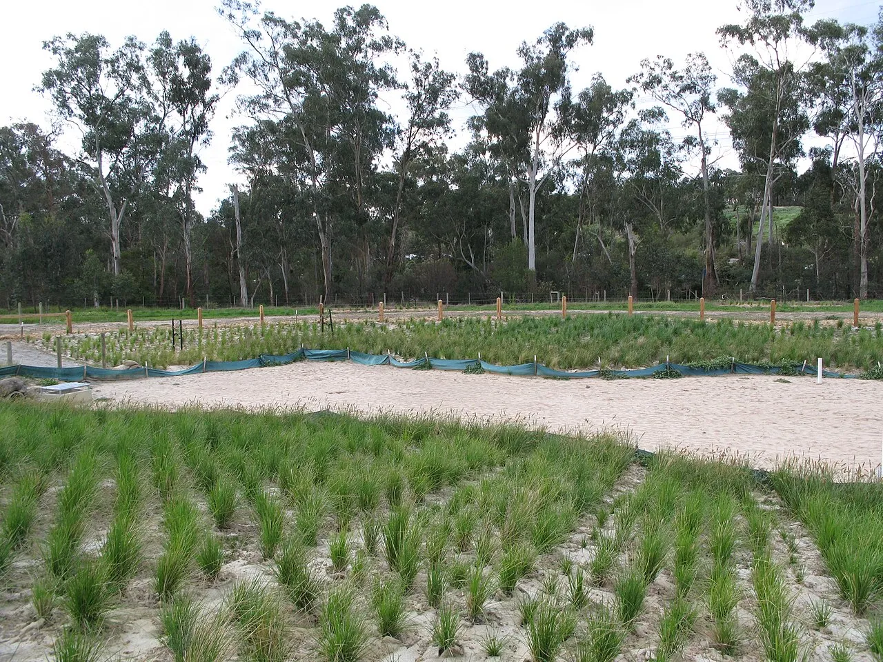 Ecological restoration efforts face complex choices between historic baselines and novel ecosystems