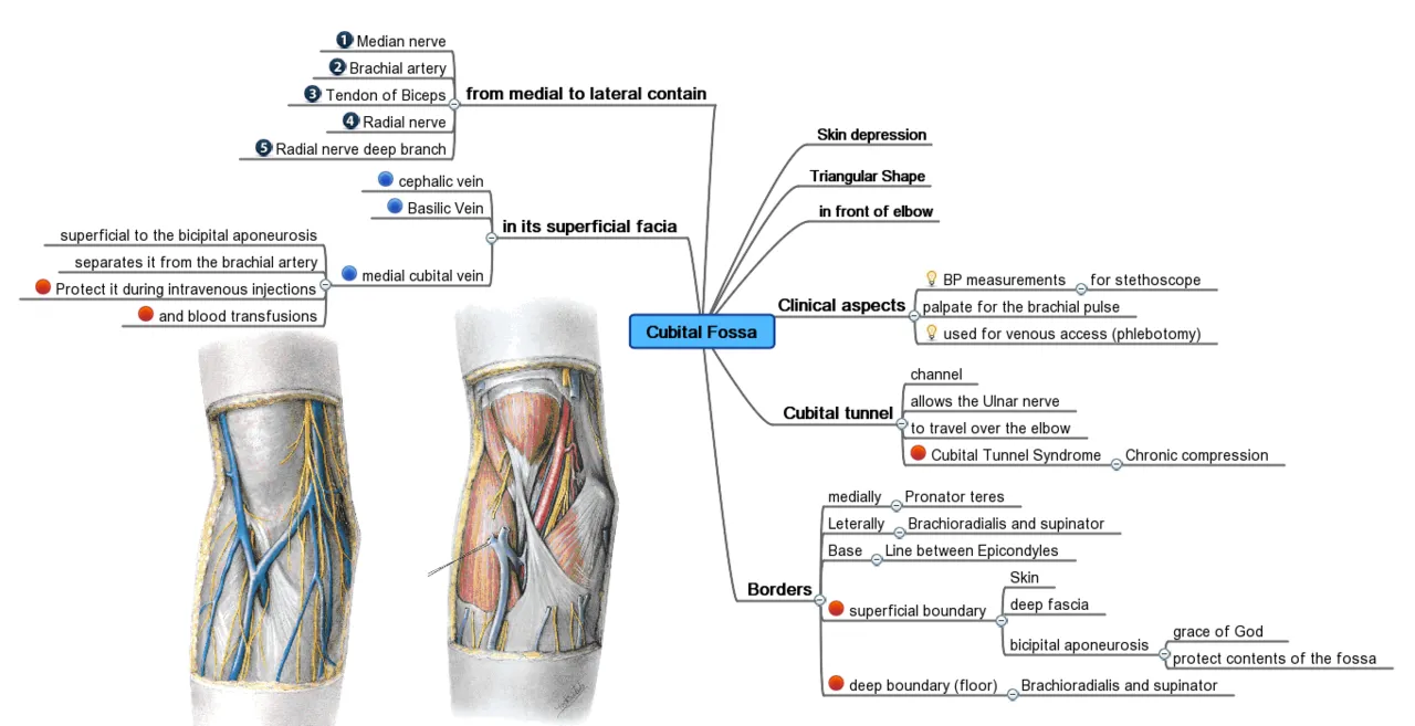 Mind map diagrams and digital software transform visual learning and information organization
