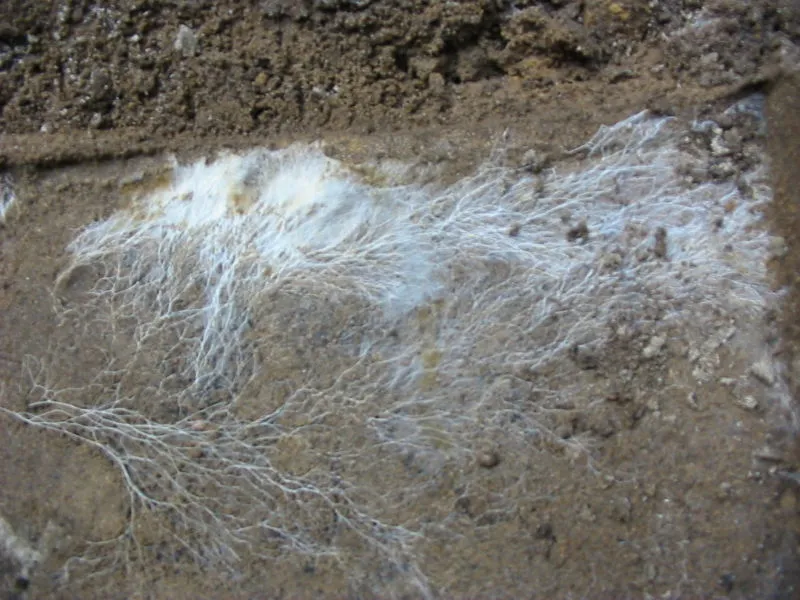 Mycelium structures offer a sustainable alternative for modern green construction and packaging