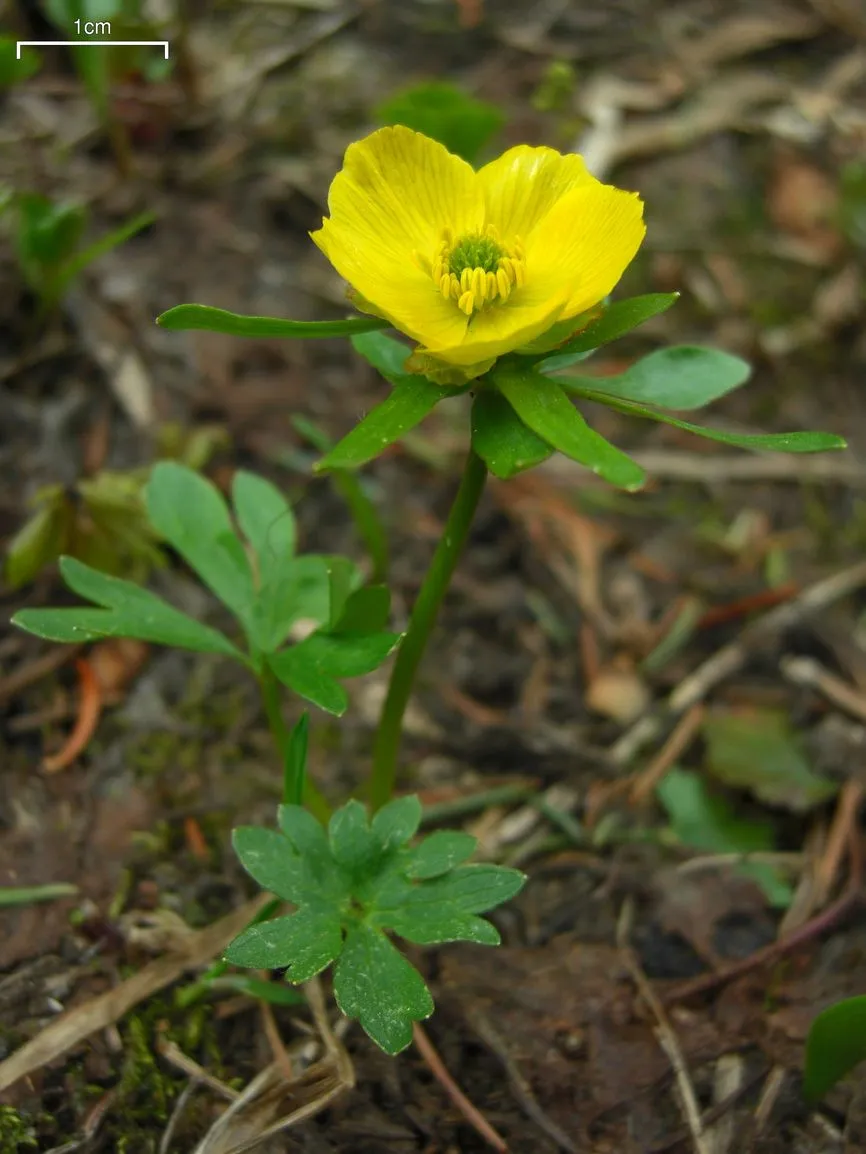Detailed botanical profile of Ranunculus flowering plants and their global ecological impact