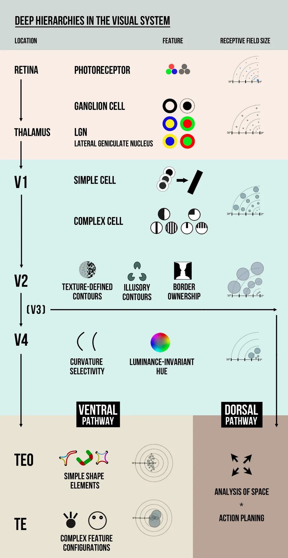 Visual hierarchy principles dictate how human perception organizes contrast and design elements